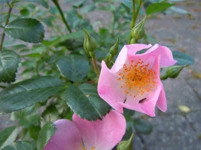 Gartenbilder Anfang Juni, BoGa Bilder 044.jpg