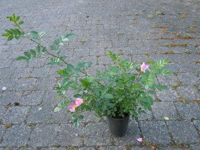Gartenbilder Anfang Juni, BoGa Bilder 045.jpg