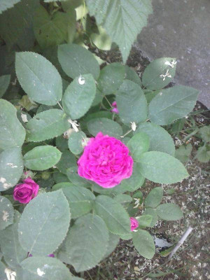 CAM00363.jpg