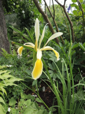 I.kerneriana.jpg