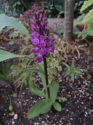 Dactylorhiza1.jpg