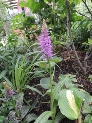 Dactylorhiza2.jpg