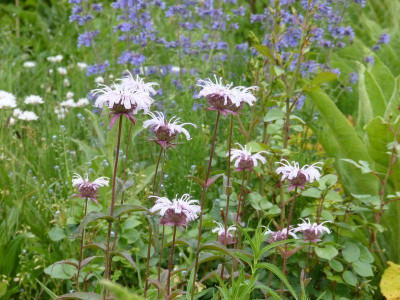 2015-06-08 Monarda bradburiana.jpg