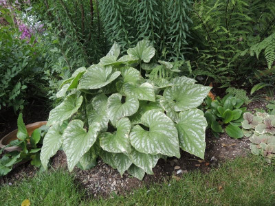 Brunnera silver wings.jpg