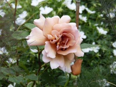 2015-06-08 Rosen 'Julias Rose'.jpg
