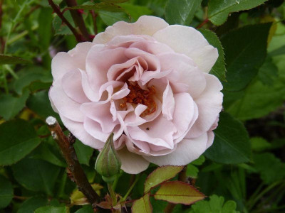 2015-06-08 Rosen 'Laika'.jpg