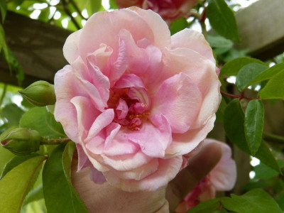 2015-06-08 Rosen 'Emmanuella de Mouchy'.jpg