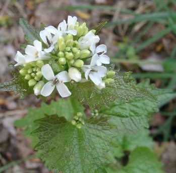 knoblauchrauke1.jpg