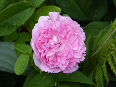 2015-06-08 Rosen 'La Diaphane'.jpg