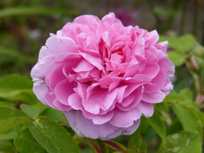 2015-06-08 Rosen 'Mme Boll'.jpg