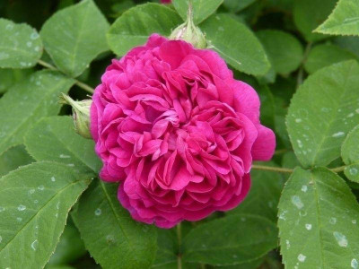 2015-06-08 Rosen 'Rose de Resht'.jpg