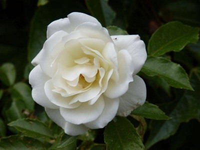 2015-06-08 Rosen 'Schneewittchen'.jpg