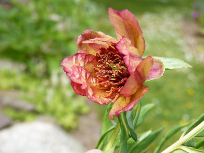 2015-06-06 Paeonia delavayi 1.jpg