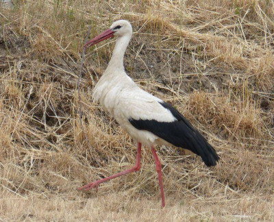 2015-06-08 Storch 1.jpg