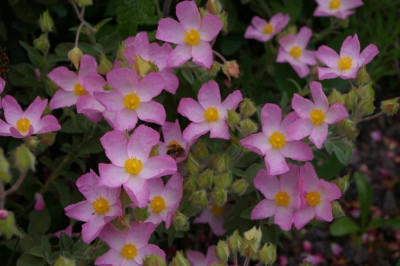 K800_004.jpg