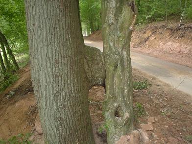 Baum.JPG