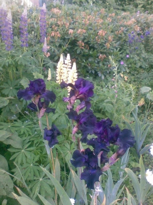Superstition Lupine.jpg