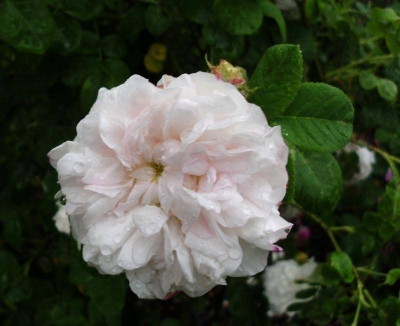 Rosen & co 002.jpg
