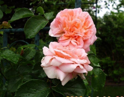 Rosen & co 008.jpg
