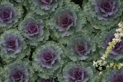 Kohl-Sep-1.jpg