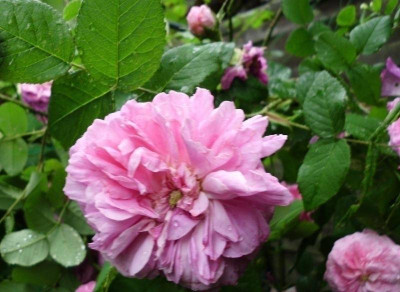 Rosen & co 021.jpg