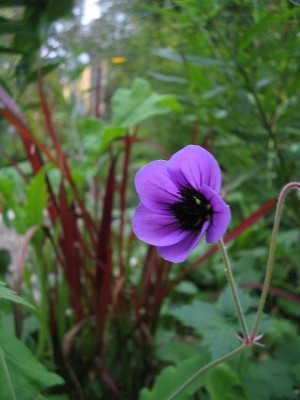neu_010a.jpg