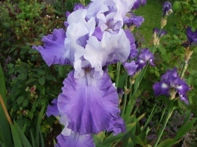 Iris 1.jpg
