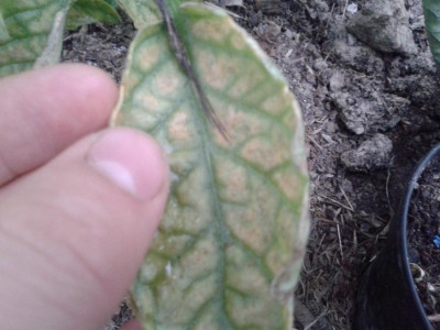 20150608_200508.jpg