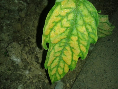 20150608_200016.jpg