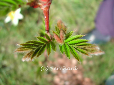 sorbus_discolor.jpg