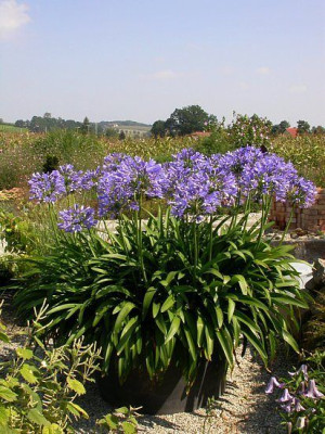 Agapanthus_bei_Sarastro.jpg
