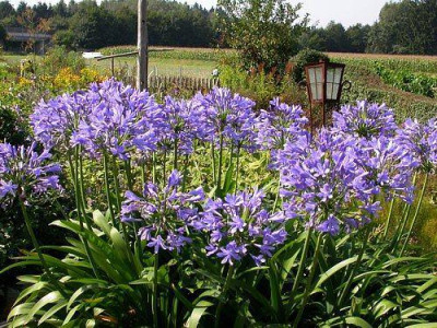 Agapanthus_bei_Sarastro_2.jpg