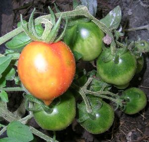 Wintertomate_1.jpg