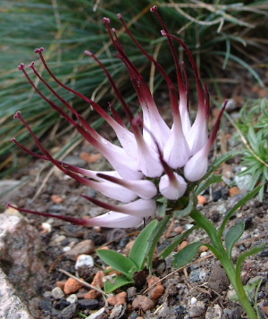 Ph.comosa.JPG