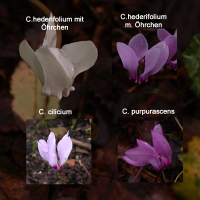 Cyclamen_Sorten.jpg