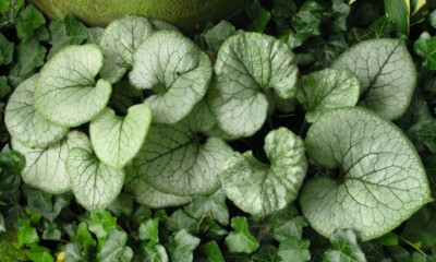 Brunnera_Looking_Glass_110805.jpg