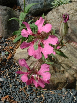 Silene_elisabethae.JPG