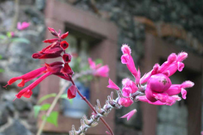 Salvia_van_Houttii_und_S_involucrata.jpg