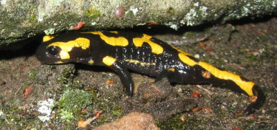 Feuersalamander_20050916.jpg