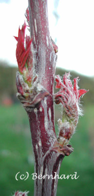 sorbus_hupehensis_austrieb.jpg