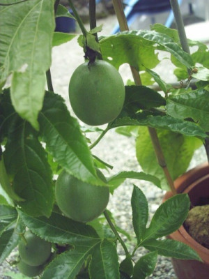 Passionsfrucht_2.jpg