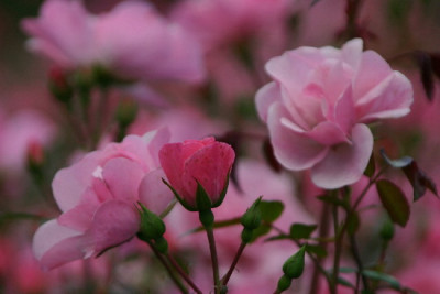 Rose-Sep-1.jpg