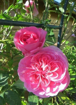 Gertrude Jekyll_.jpg