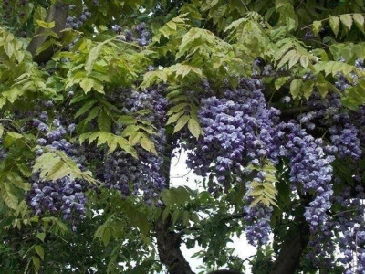 DSCN5509v.jpg