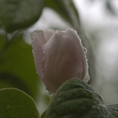 quittenbluete_regen_4317.jpg