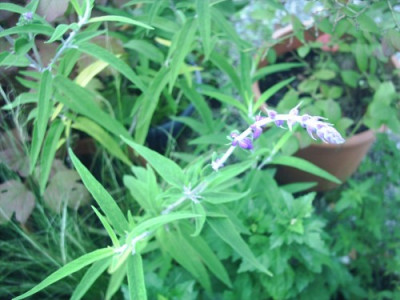 Salvia_leucantha-Midnight_purple_3.jpg