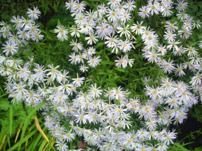 Herbstaster_4.jpg