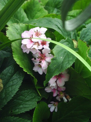 Bergenie-Versteckter_Schatz.jpg