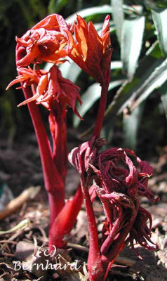 paeonia_suffruticosa_1.jpg