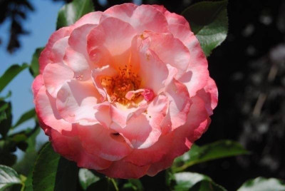 rosen 1. juni 127.jpg